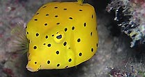 Yellow  Boxfish