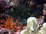 Lacy Scorpionfish, Rhinopias aphanes