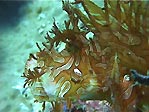 Lacy Scorpionfish, Rhinopias aphanes