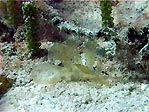 Melibe pilosa, nudibranch