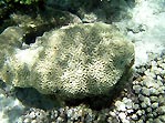 Brain Coral