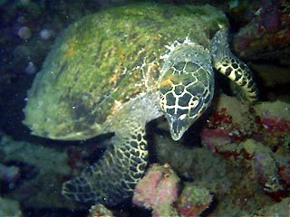 Hawksbill Turtle