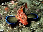 Eastern Spiny Gurnard