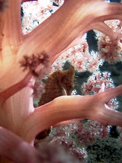Hiding in the Cauliflower Coral