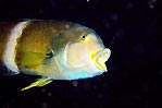 Blue-throated Wrasse
