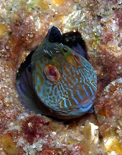 MY Swansea Blenny