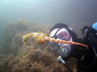 Me and a seahorse