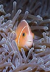 Anemonefish