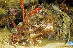 Juvenile Cuttlefish