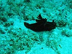 Black nudibranch