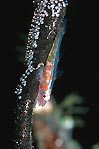 Guardian Goby