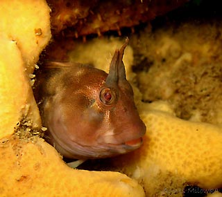 Blenny