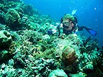 Coral Walls near Gizo, Solomon Islands