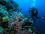 Sandfly Passage Wall, Solomon Islands