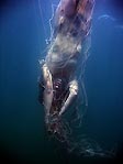 Shark Netting, Turning the Tide