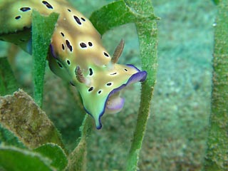 Crawling Nudibranch