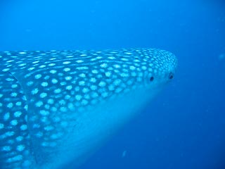 Eye to eye - My dive buddy