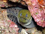 A Dark Spotted Moray, Sulawesi