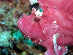 A pink Leaf Scorpionfish, Sulawesi