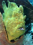 A yellow frogfish at Rainbow, Sulawesi