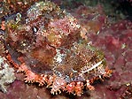 A very colourful Bearded Scorpionfish, Sulawesi