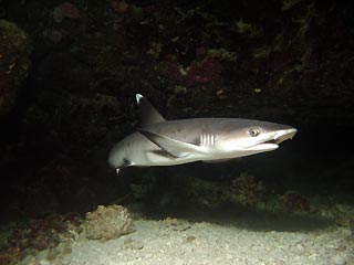 Whitetip