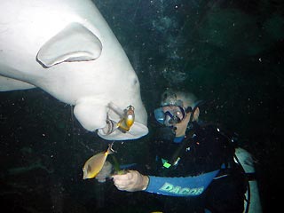 Dugong in Singapore