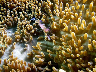 Anemone Shrimp