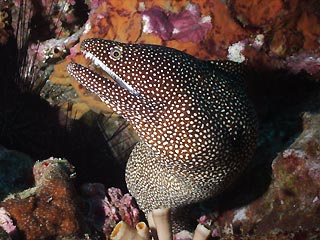 White-mouth Moray