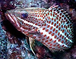 White-lined Grouper