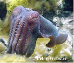 Cuttlefish, Whyalla, South Australia