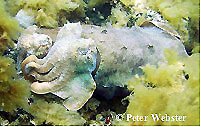 Cuttlefish, Whyalla, South Australia