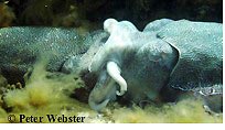 Mating Cuttlefish, Whyalla, South Australia
