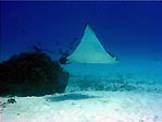 Eagle Ray, Lady Elliot Island