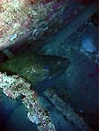 A Giant Moray, Lady Elliot Island