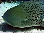 Leopard Shark, Lady Elliot Island