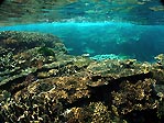 Coral at Maori Wrasse Bommie, Lady Elliot Island