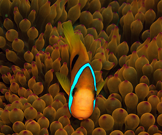 Clownfish in pink Anemone