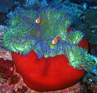 Anemone in Vanuatu