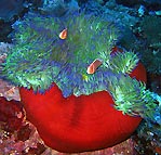 Anemone in Vanuatu