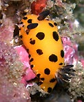 Nudibranch at Bare Island