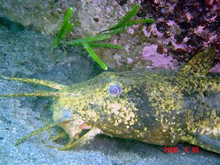 Estuary Catfish