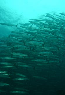 Barracudas at Sipidan