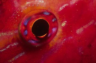 Goatfish Eye