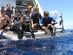 Attaching a satellite tag onto a shark