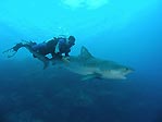 Richard Fitzpatrick hitching a ride with a tiger shark