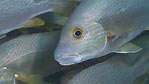 Sweetlips up close, Exmouth, Western Australia.