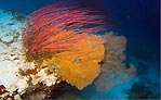 Beautiful Whip coral at The Ski Run, Cocos (Keeling) Islands