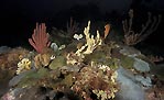 Sponge garden at Erith Island, Tasmania