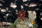 Sponge garden at Erith Island, Tasmania